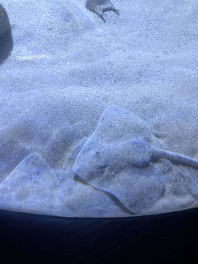 Monterey Bay Aquarium