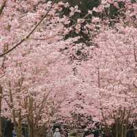 武嶺🌸櫻花的味道