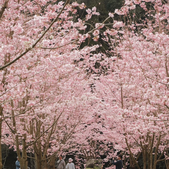 武嶺🌸櫻花的味道