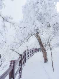 한국에 있는 진정한 겨울왕국 ❄️
