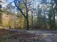 New Forest National Park