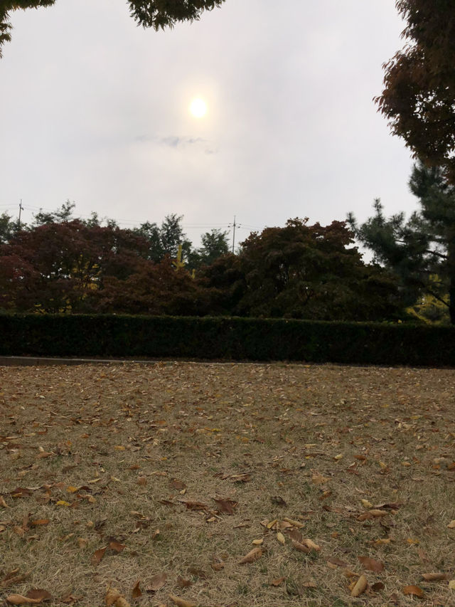피크닉 즐기기 좋은 가을 단풍명소 🍂🍁