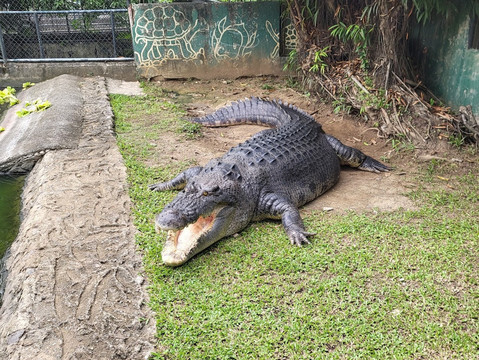 たくさんのワニに出会える🤍【Crocolandia】 | Trip.com セブ