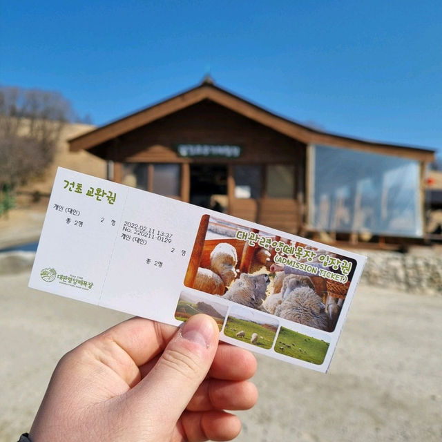 🇰🇷평창 겨울여행 추천⛰️ 대관령 양떼목장💛