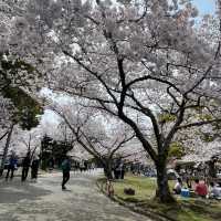 ～中村公園～櫻花下的浪漫～