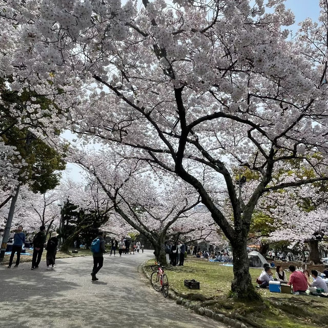 ～中村公園～櫻花下的浪漫～