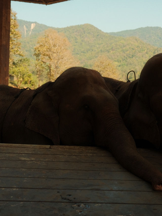 チェンマイ🇹🇭🐘と触れ合えるcafe