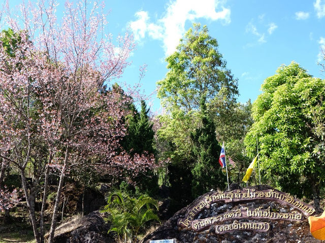 ซากุระเมืองไทย 🌸 ดอกนางพญาเสือโคร่ง @เชียงใหม่