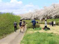 ซากุระบานริมสายน้ำ ที่ Hinokinai River, Kakunodate