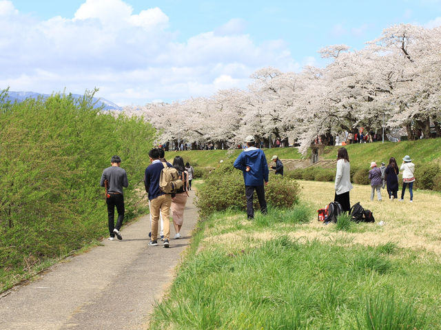 ซากุระบานริมสายน้ำ ที่ Hinokinai River, Kakunodate