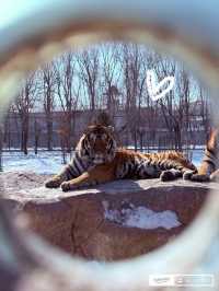 Harbin Siberian Tiger Park 🐅❄️