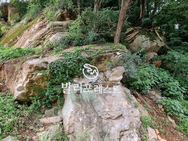충주댐 카페 발리포레스트