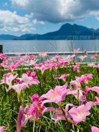 《大埔海濱·平日放鬆 賞花賞櫻🌸賞海景 打卡之旅》 附交通方法