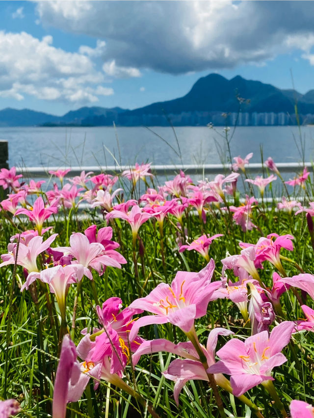 《大埔海濱·平日放鬆 賞花賞櫻🌸賞海景 打卡之旅》 附交通方法