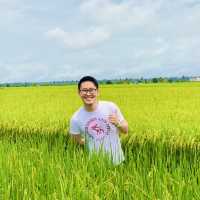 “Spring Escape: Sekinchan Green Paddy”