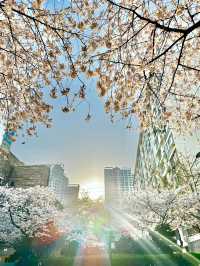 🌸 **南川洞櫻花路遊覽觀賞分享** 🌸
