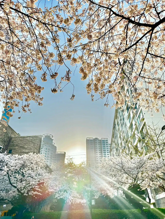 🌸 **南川洞櫻花路遊覽觀賞分享** 🌸