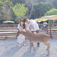 斑比山丘⛰️小鹿斑比的Wonderland🦌