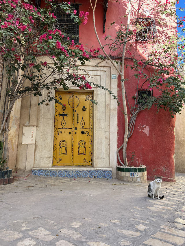 Spring Blossoms in Sidi Bou Said💐