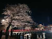 🌸【名古屋秘境夜櫻｜高山陣屋紅橋的櫻花盛宴】  
