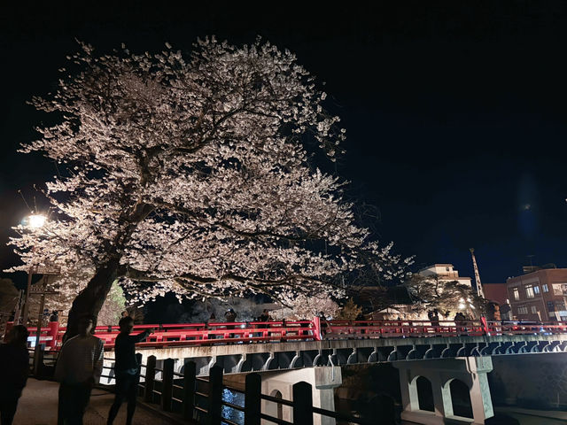 🌸【名古屋秘境夜櫻｜高山陣屋紅橋的櫻花盛宴】  