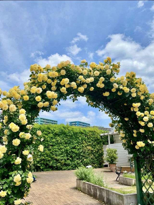 Spring Outing: Keisei Rose Garden🌼