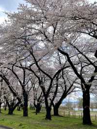 【山形×春旅】 お堀に映し出される桜が幻想的🥰
