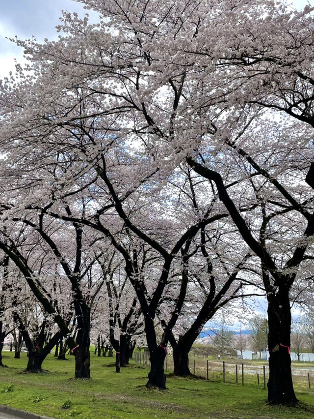 【山形×春旅】 お堀に映し出される桜が幻想的🥰