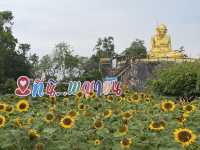 ชมดอกทานตะวัน ไหว้รูปเหมือนหลวงพ่อหมุน ตำบลพญาขัน