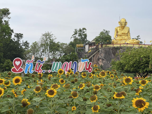 ชมดอกทานตะวัน ไหว้รูปเหมือนหลวงพ่อหมุน ตำบลพญาขัน