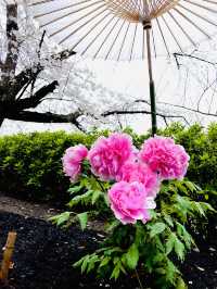 【神奈川県/鎌倉　豪華爛漫✨春ぼたんと桜が楽しめる美しい庭園】