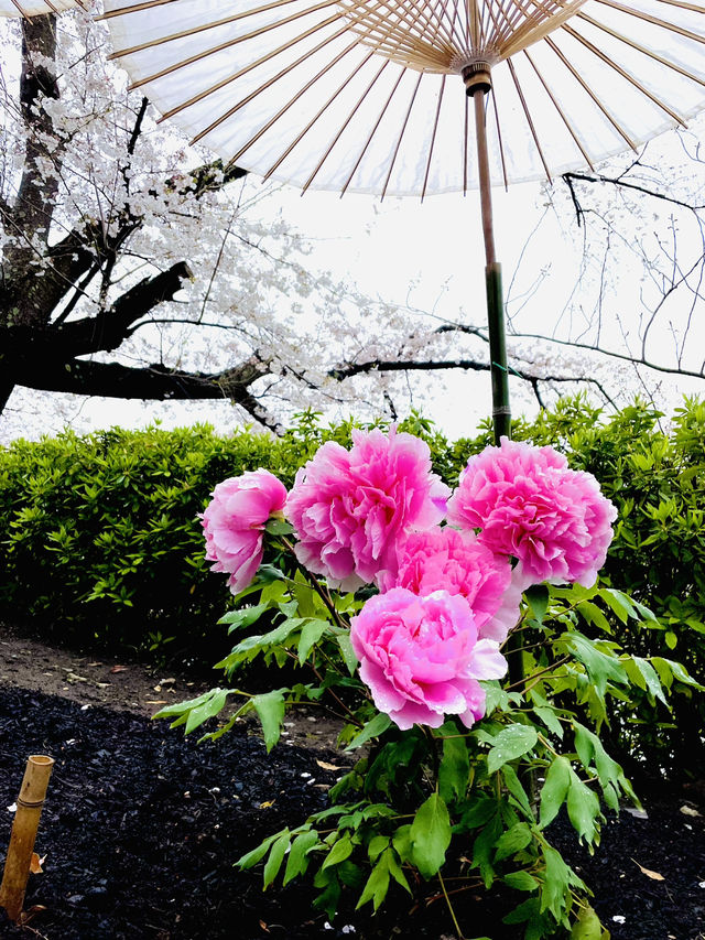 【神奈川県/鎌倉　豪華爛漫✨春ぼたんと桜が楽しめる美しい庭園】