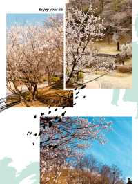 Cherry Blossom Heritage: Uam Park's Picturesque Historical Setting
