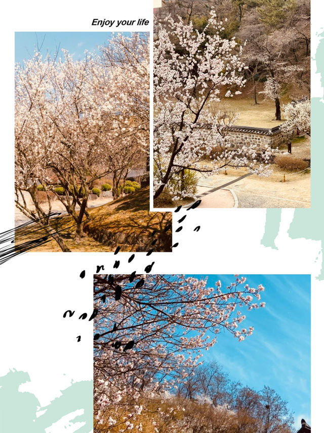 Cherry Blossom Heritage: Uam Park's Picturesque Historical Setting