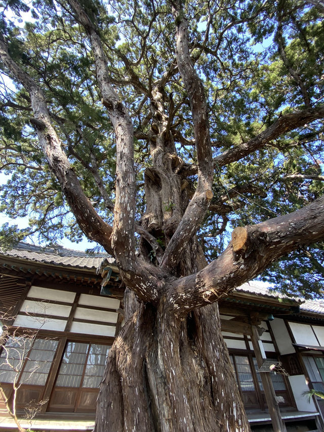知多四国霊場巡り　第20番礼所　龍台院