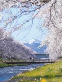 4月限定｜春の四重奏に恋して
