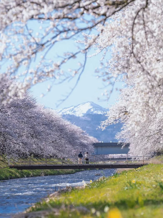 4月限定｜春の四重奏に恋して