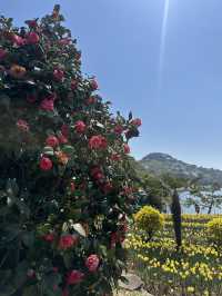 노오란 수선화가 가득한 ‘거제 공곶이’ 🌼🌻