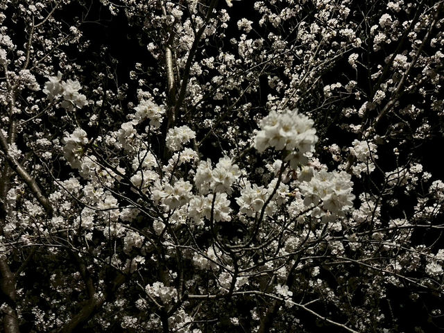 走井山公園｜桑名市の隠れた桜の名所で春を満喫🌸