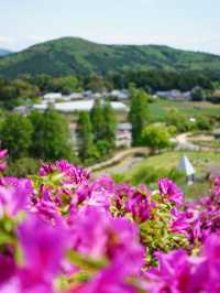 【茨城×茨城フラワーパーク】四季の花々が楽しめる体験型フラワーパーク