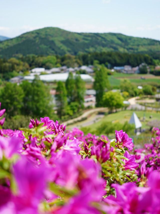 【茨城×茨城フラワーパーク】四季の花々が楽しめる体験型フラワーパーク