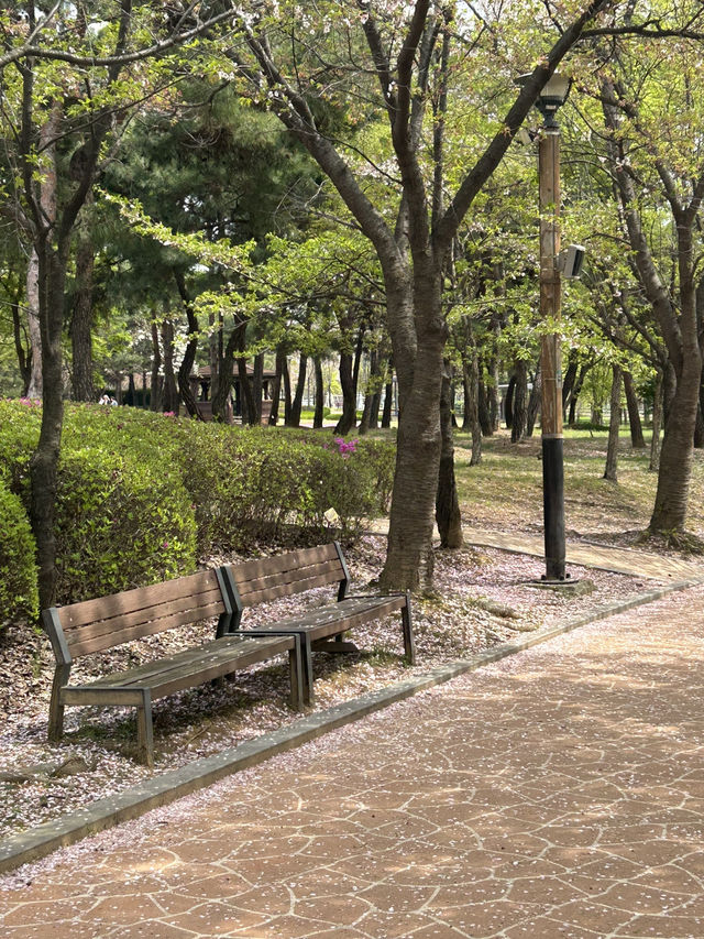 도심에서 만나는 벚꽃 명소, 오송생명호수공원 벚꽃길🌸🤍