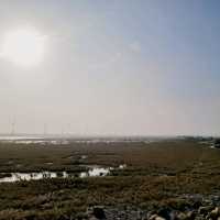 Chasing the Winds: An Epic Adventure at Gaomei Wetlands