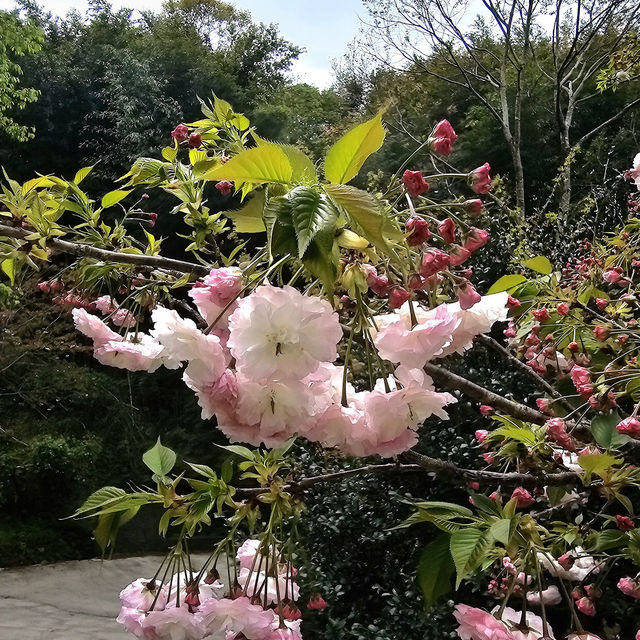 司馬庫斯（上帝的部落）