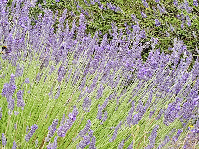 Spring Strolls at Hitchin Lavender