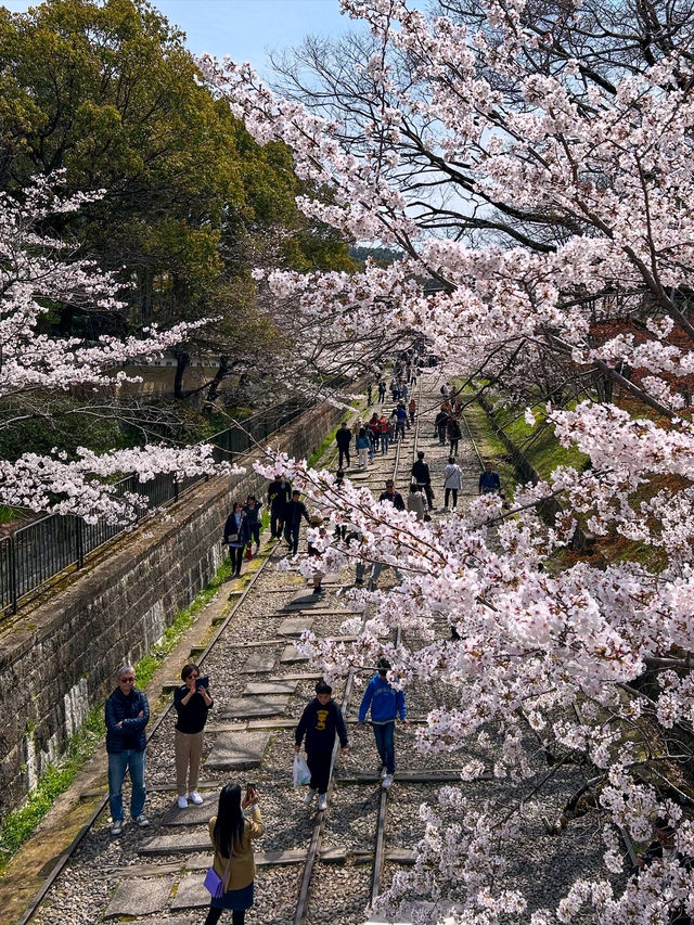 京都の蹴上インクライン🌸