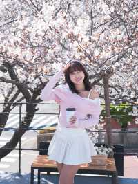 釜山🇰🇷超澎拜櫻花露台咖啡廳🌸
