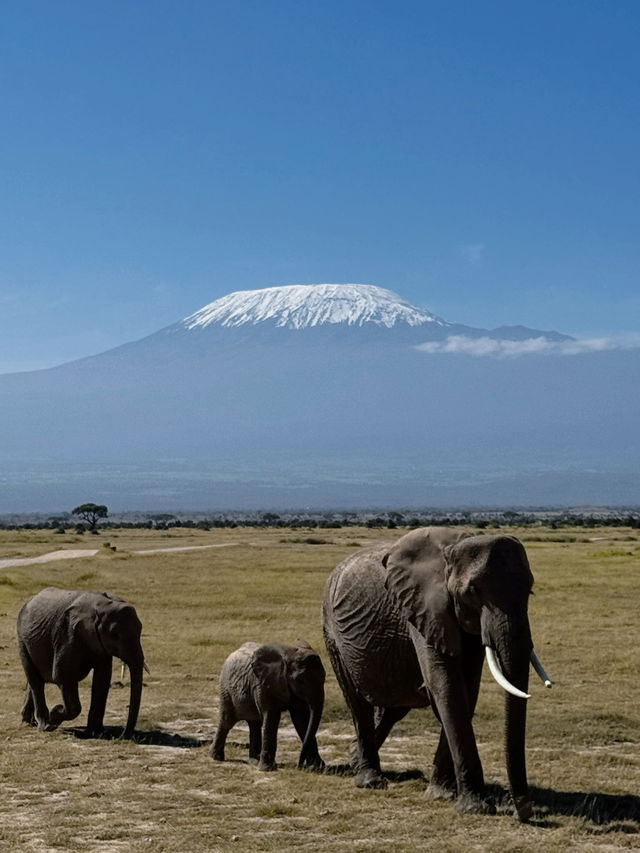 Kilimanjaro from Amboseli National Park, Kenya