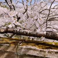 【亀岡🇯🇵】京都の穴場桜スポットはここ🌸