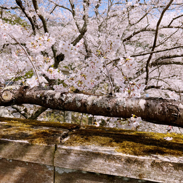 【亀岡🇯🇵】京都の穴場桜スポットはここ🌸